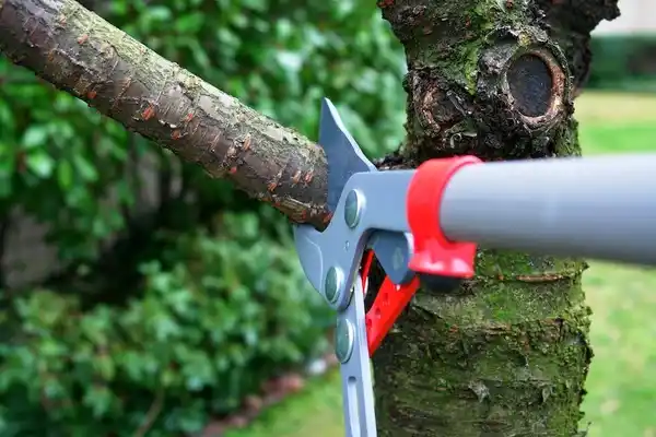 tree services Rushmere